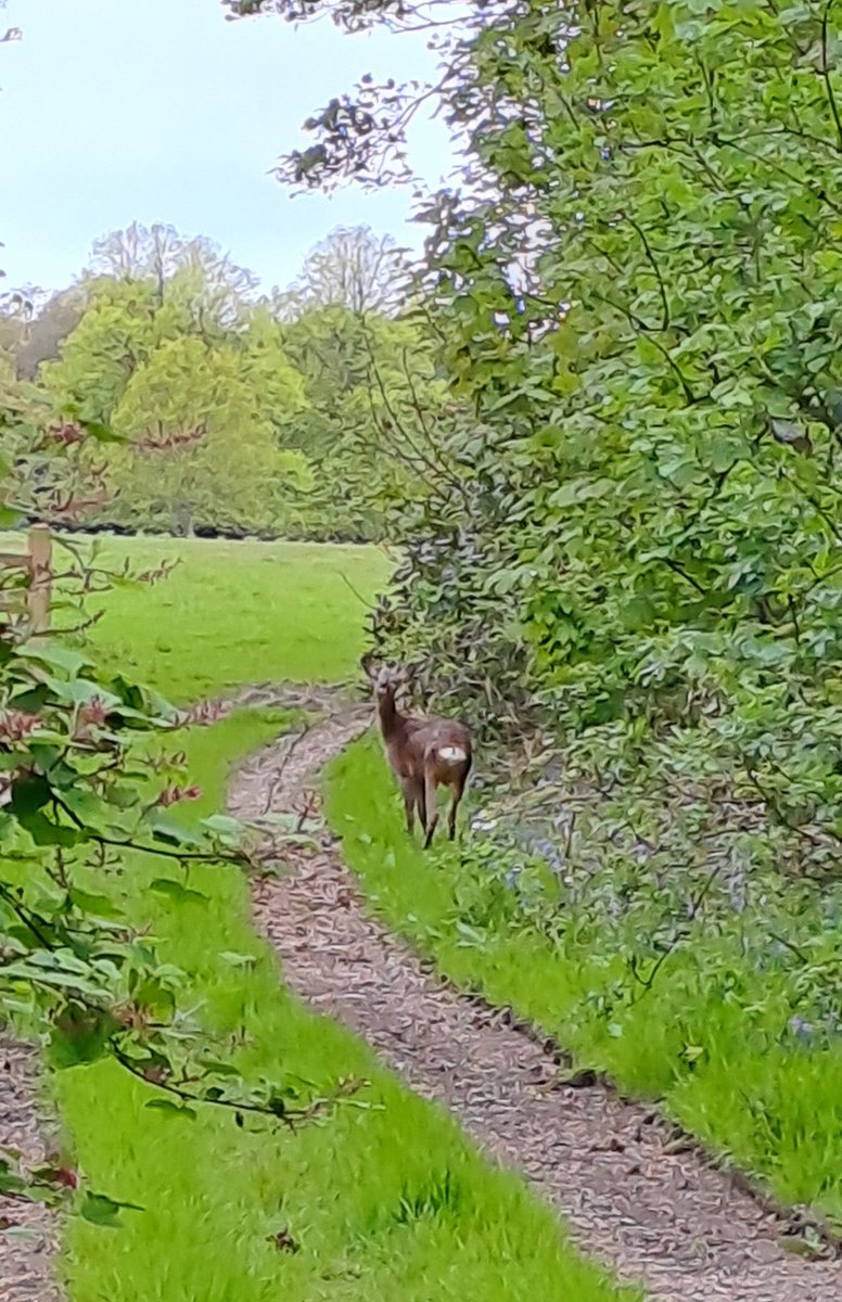 Barking Bramble! I had a pleasant 5 minutes with yearling Bramble this morning. We stood watching each other about 25 metres apart. He eventually trotted off, giving a deep 'manly' bark as he disappeared. This was the first time I'd heard him bark. #roedeer