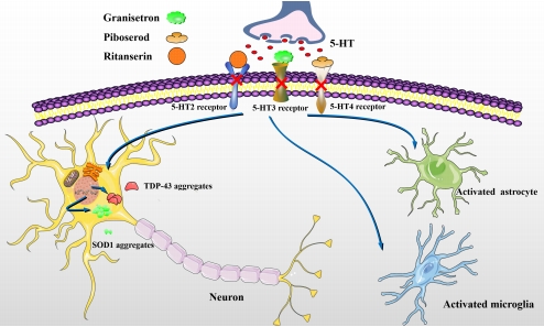 #amyotrophiclateralsclerosis #Hydroxytryptamine #therapy
5-Hydroxytryptamine: a potential therapeutic target in amyotrophic lateral sclerosis
journals.lww.com/nrronline/full…