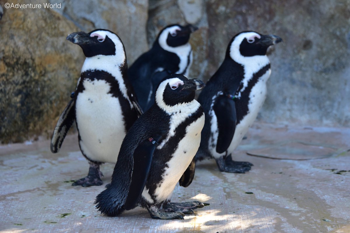 「ペンギンパレード」が4年振りに帰ってくる！🐧🐧
新型コロナウイルスや高病原性鳥インフルエンザウイルス感染防止対策のため休止していたパークアトラクション「ペンギンパレード」を2024年6月に再開いたします。…