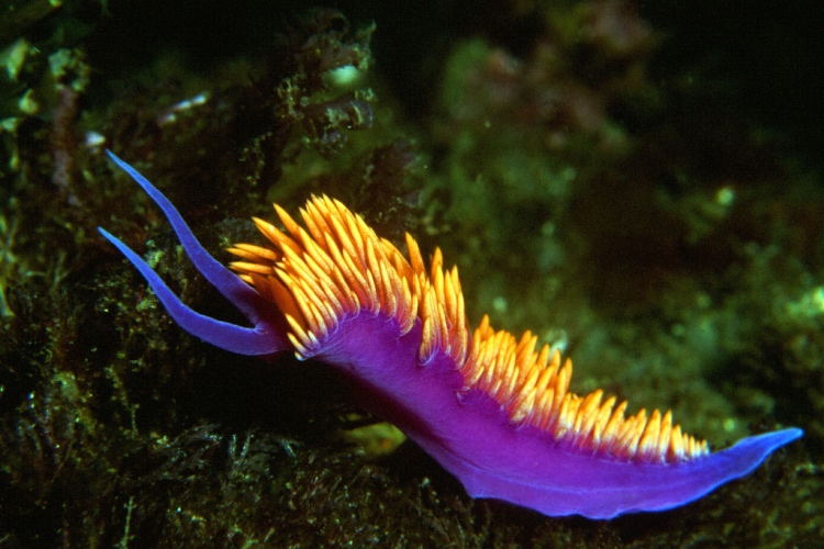 🌊What type of nudibranch is this? Test your knowledge with our new marine invertebrate quiz! divemagazine.com/quizzes/quiz-m…