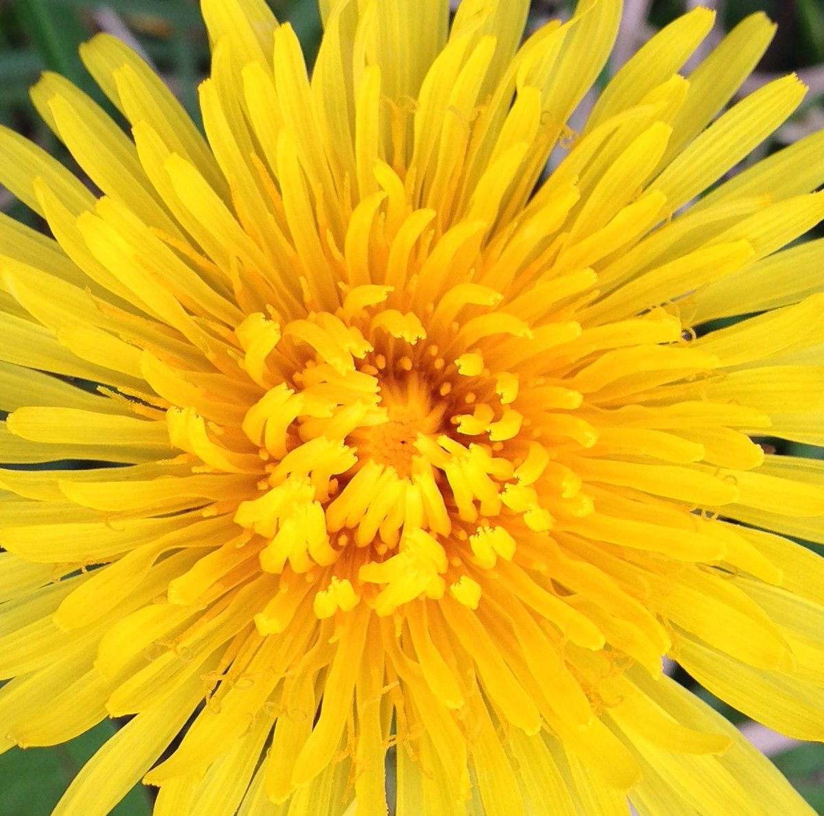 Happy colour Yellow 😁 #FlowersOfTwitter #FLOWER  #spring #summer #summersonic #MindfulLiving #MindfulPalettes #MentalHealthMatters #mindfulness #MentalHealthAwareness