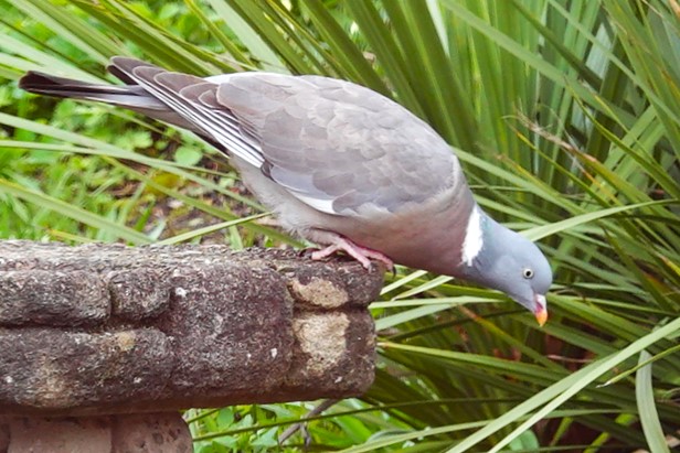 Wood Pigeon about to jump down.
#WoodPigeons #pigeons #birds #BirdPhotography #wildlife #WildlifePhotography #NaturePhotography #photography #birding #TwitterNatureCommunity #BirdsOfTwitter #Telford #Shropshire #NatureLovers #WoodPigeon #pigeon