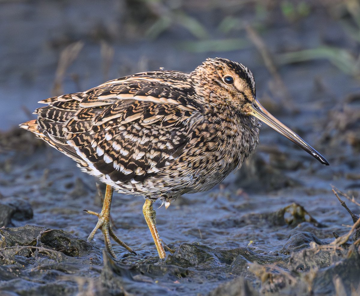 A Great snipe this morning at Achlardi Coastal Pool, Lesvos Greece showing its barrel chest, dark stripe through the eye, white tips to all the coverts and heavy barring on its flanks #naturelovers #Naturelover #TwitterNatureCommunity #NatureGoneWild #TwitterNaturePhotography