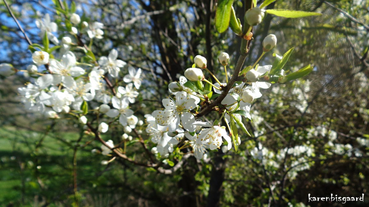 karensnaturephotography.blogspot.com/2024/04/fruit-…
#treeflowers #spring