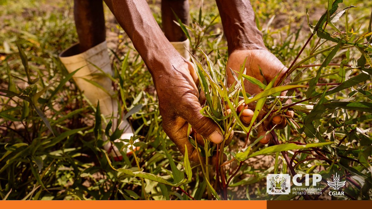 Learn about the cultivation of Irene Sweetpotatoes 🍠 and its role in promoting sustainable agriculture 🌱. Watch the video to explore innovative farming practices and their impact on food security. 👉🏽 bit.ly/V-IreneSweetpo…