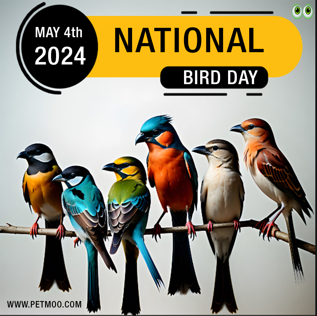 National Bird Day
#petmoo #pets #bird #birdday #petday2024 #nationalbirdday