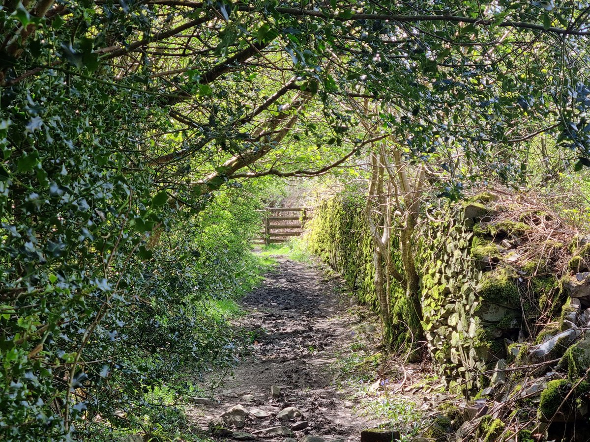 There are many footpaths known to locals as 'postman's paths' because they were regularly walked by the rural postman. This lovely one near Broughton in Furness #Cumbria is known as 'Postman's Trod' but I'm yet to discover who the postie was and his or her precise route.