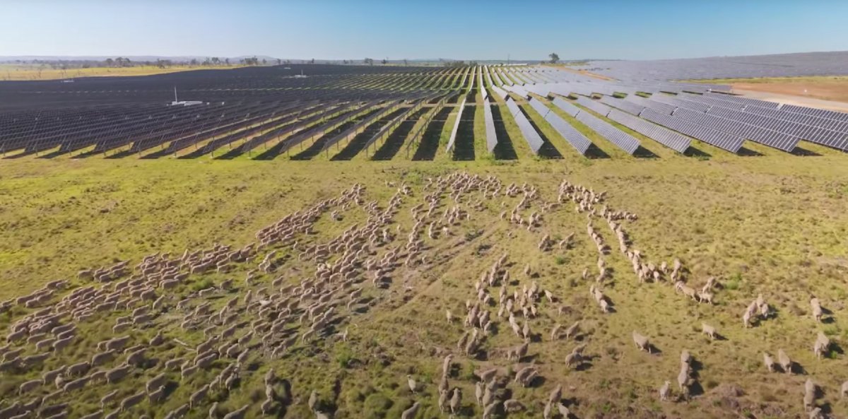 Australian solar farm hosting 6,000 sheep: The first stage of Acen Australia’s planned 720 MW New England Solar Farm in Australia is home to more than 6,000 sheep, which graze beneath the panels in a… dlvr.it/T6CDwm #UtilityScalePV #photovoltaic #photovoltaics