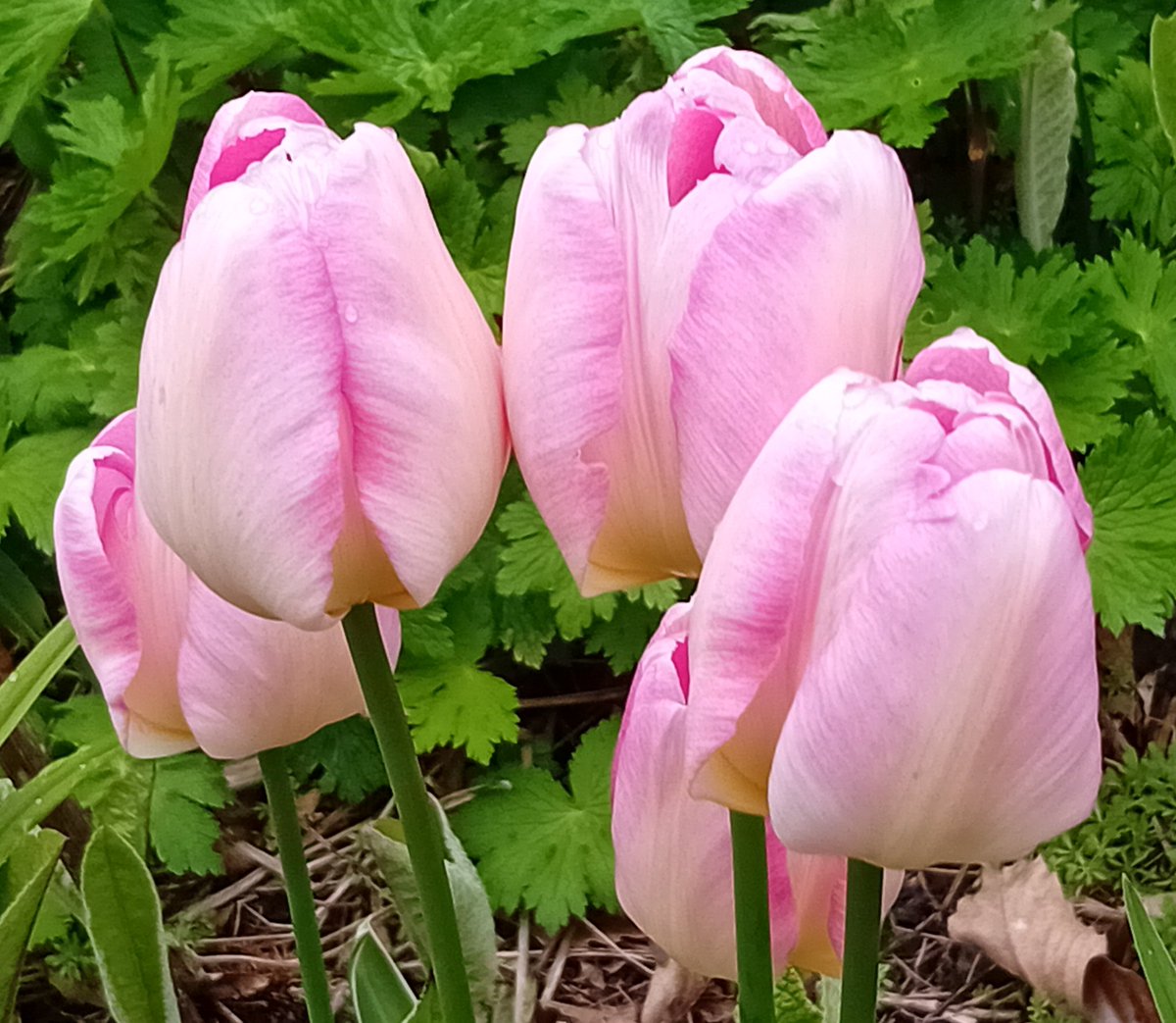 Good morning gardening Tweeps. It's tulip time here #UpNorth.