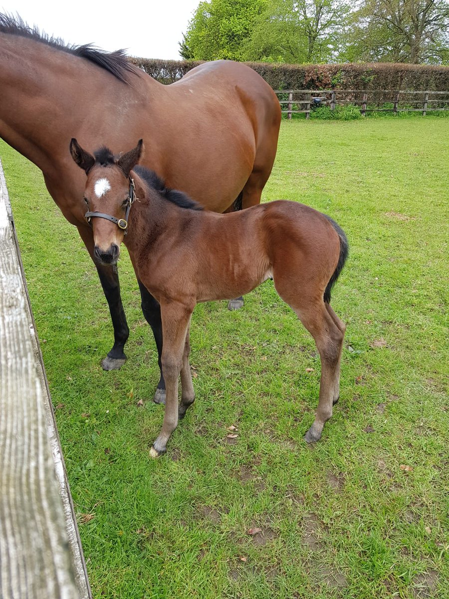 Really happy with our newest addition! 

This MOHAATHER filly out of our mare SNAKE'S HEAD looks an absolute picture!! 

As a half sister to good handicappers and a decent stakes performer, we're hopeful she follows in their footsteps. 

#Mohaather #RPFoalGallery