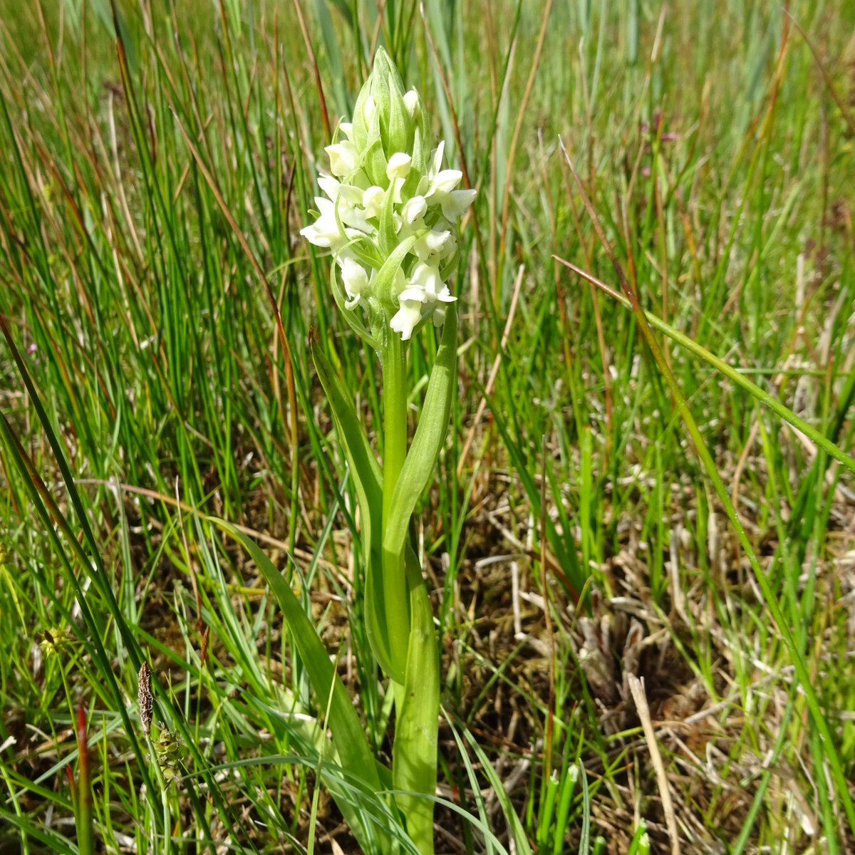 Our #SpeciesRecoveryProgramme is behind many #conservation success stories. 💛 The yellow early marsh #orchid has made a staggering comeback – from 11 plants left in #EastAnglia in 2010 to over 100 now. Thanks @kewgardens and @Love_plants for their research and collaboration!