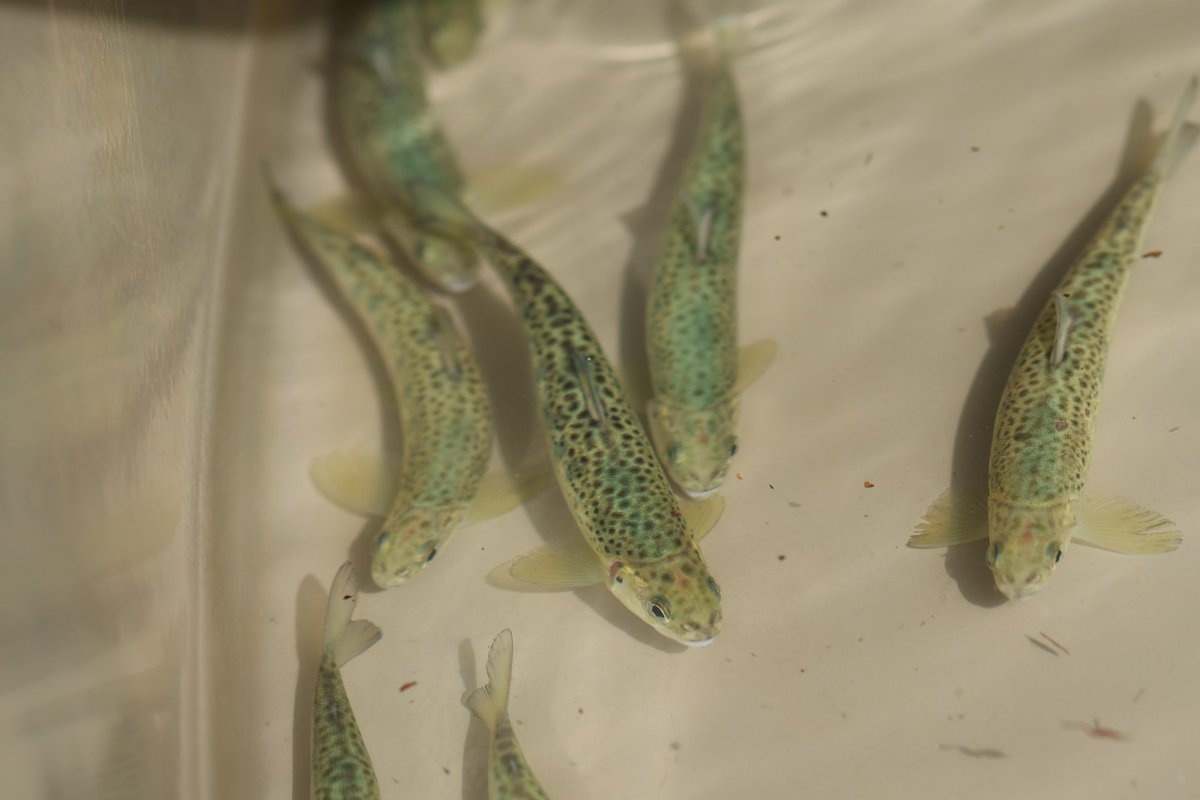 La investigación y conservación del salmón atlántico ofrece información e imágenes interesantes y espectaculares.
En EFEverde hemos tenido la suerte, en los últimos meses, de asistir a una serie de momentos realmente apasionantes.
Abrimos hilo 👇