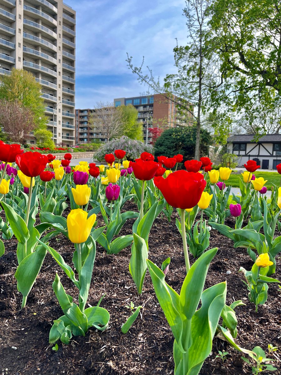 Tulips touching tranquility🌷 #photography #anantoye