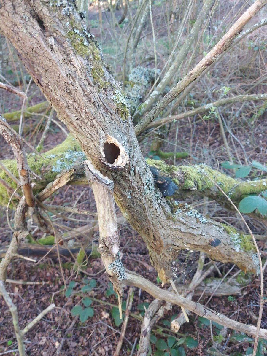 A very large WillowTit clutch found by a keen fieldworker near Durham. We can only find one other example of a C11 in our TyneTees Study area @Elemore83 @Willowtit54 @BirderSouth @adriawildlife @ERICNorthEast @ecoevoenviro