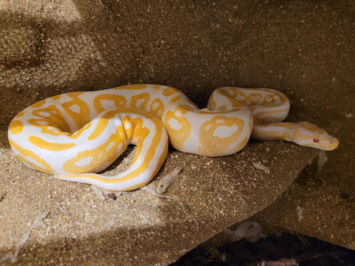 LiskaNaKolejich's tweet image. Python Regius Black Pastel Albino ♀️
V případě zájmu, prosím pište do zpráv
#inzerce #prodám #krajtakrálovská  #pythonregius #krajta #had #reptile