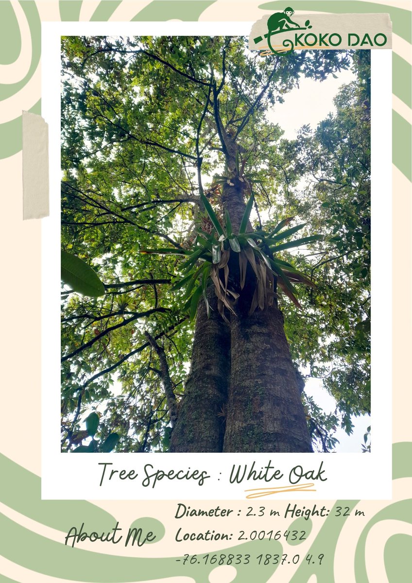 🌳 Today's #TreeOfTheDay is the majestic 32-meter White Oak! 🌳 Guarded by KOKO DAO🐒, this giant provides shelter and sustenance to countless wildlife species. 🦋 Did you know? White Oaks can live for hundreds of years, each one a witness to centuries of history