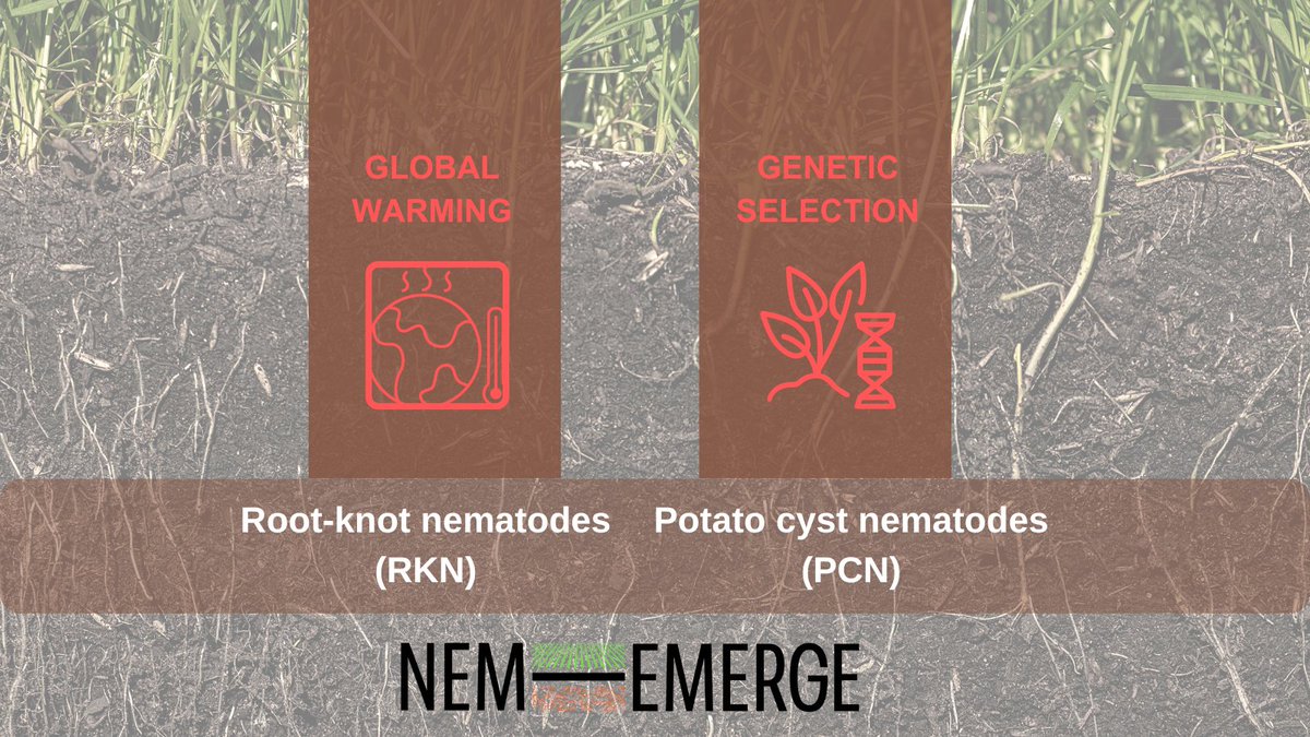 🌡️🔬Global warming and host genetic selection are the2⃣main factors responsible for the emergence of #PCN & #RKN nematode species. 

There is an urgent need to find sustainable solutions to counteract these problem in the main food crops most affected, tomato & potato #NEMEMERGE