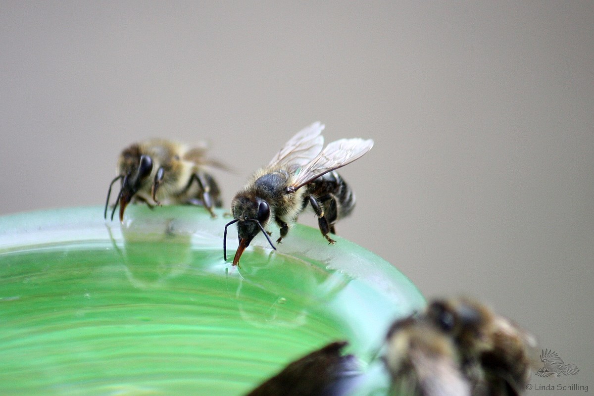 #Trinkwasser auch für #Stadtnatur #Spatzen #Bienen #Artenvielfalt. Wichtig bei den warmen Temperaturen!