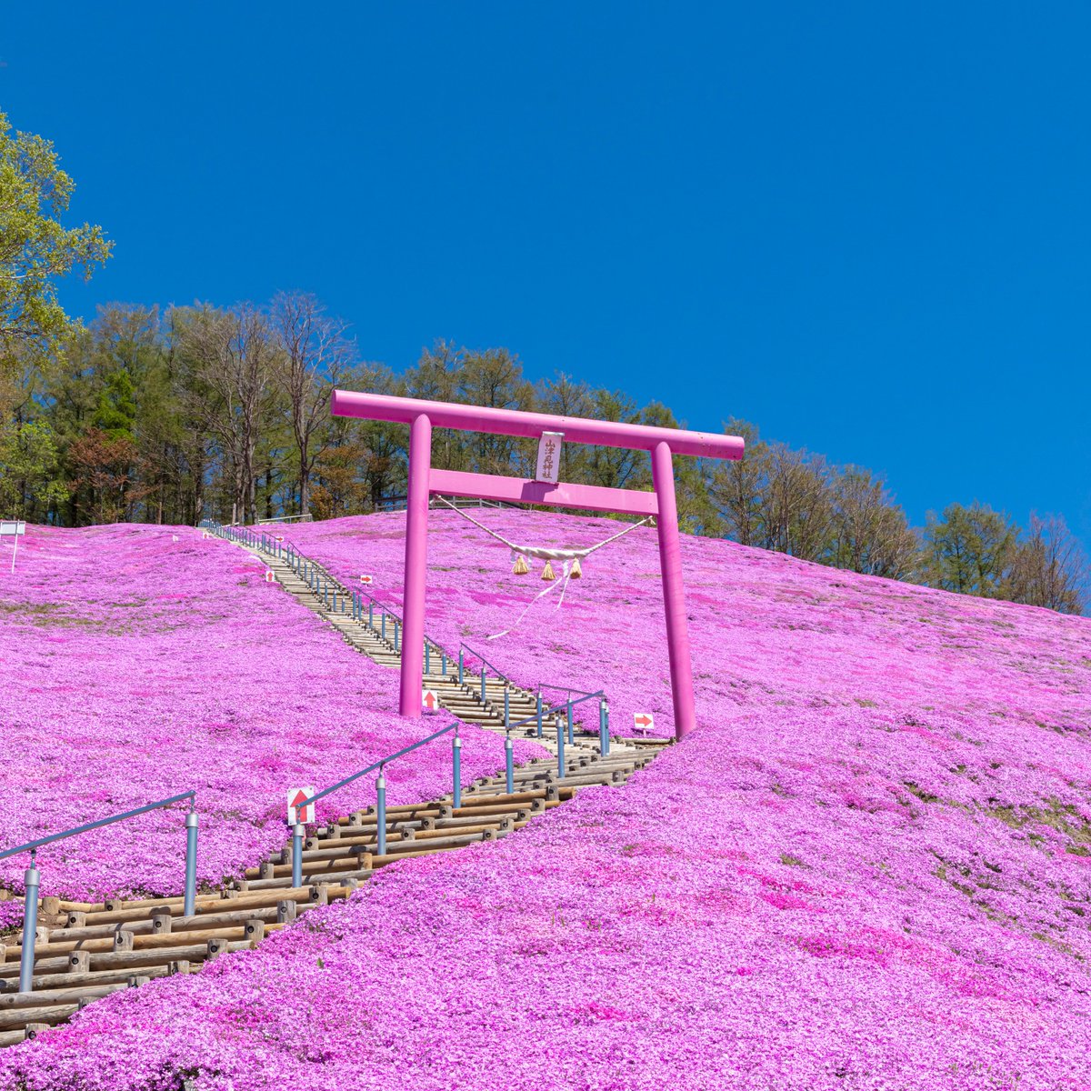 #みどりの日 に芝桜の名所をご紹介！

大空町【ひがしもこと芝桜公園】
花の見頃：5月上旬～5月下旬

山津見神社のピンクの鳥居も要チェック✨
GWのお出かけで立ち寄ってみてはいかがでしょうか？