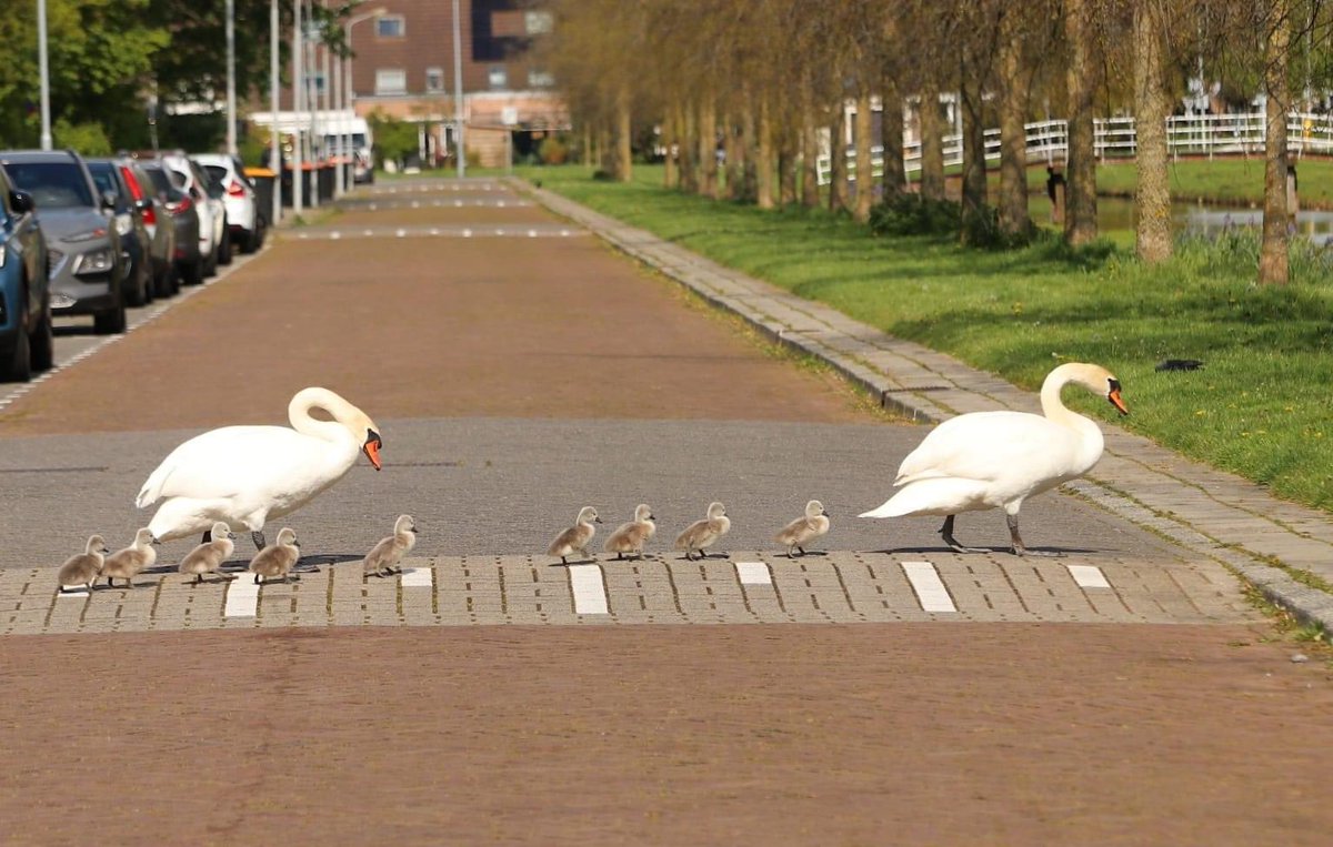 #abbeyroad #TheBeatles #swan #zwaan #zwanen #love #liefde
 Our “Abbey road” in the Netherlands. How sweet?