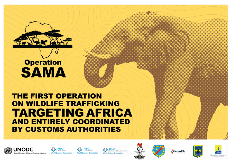UNODC_ENV's tweet image. Operation SAMA resulted in over 100 seizures of endangered species products across 19 countries in Africa.
Register now to join a briefing and hear about key successes and challenges.
🗓️7 May 2024
⏲️12pm CAT/UTC+2
👉Register shorturl.at/gtLV1
👉Join zoom.us/j/94710722595