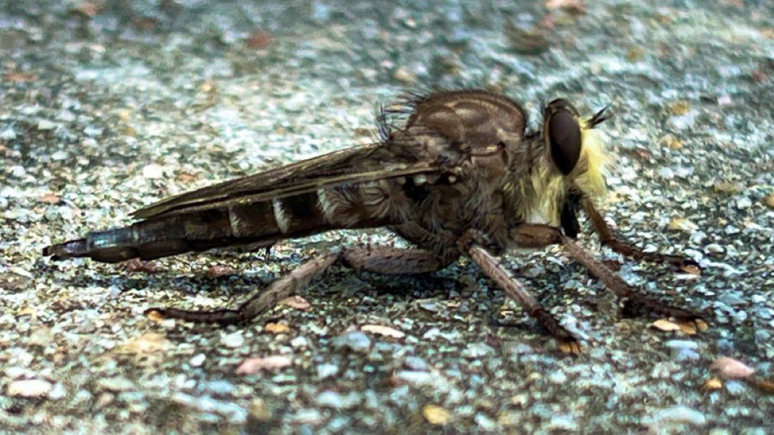 The false bee-killer —Promachus bastardii 🐝 ☠️ #RobberFly #Diptera