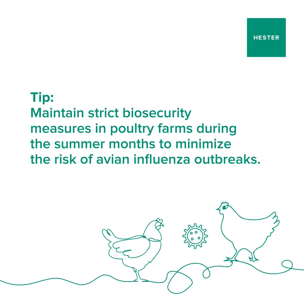 Summer alert: Keep your flocks safe! Implement rigorous biosecurity protocols to fend off avian influenza threats on poultry farms.

#Hester #biosecurity #avianinfluenza #poultryfarms #farmsafety #birdflu #summeralert #flockprotection #farmbiosecurity #poultryhealth