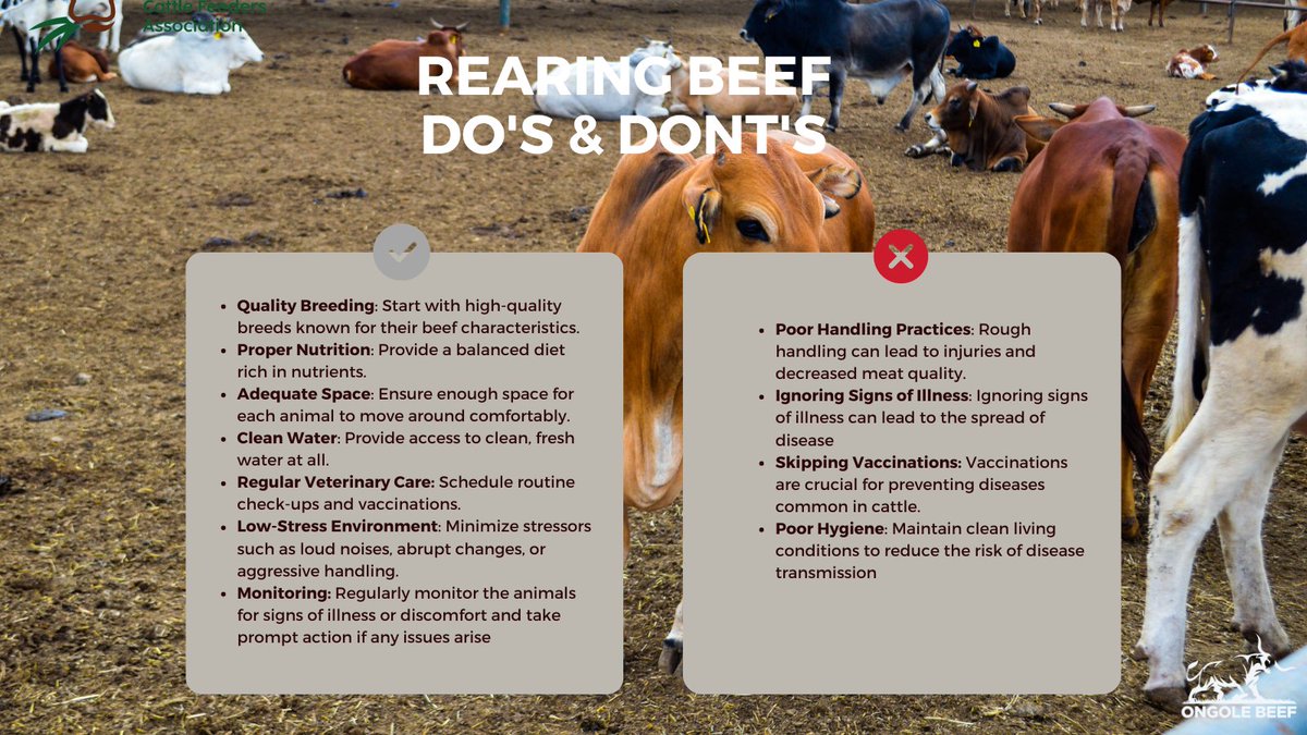 Rearing premium beef requires careful attention to various factors to ensure the highest quality product. Here are some essential tips for top-notch quality and happy, healthy cattle.
#PremiumBeef
#OngoleBeef
#CattleCare
#QualityMatters