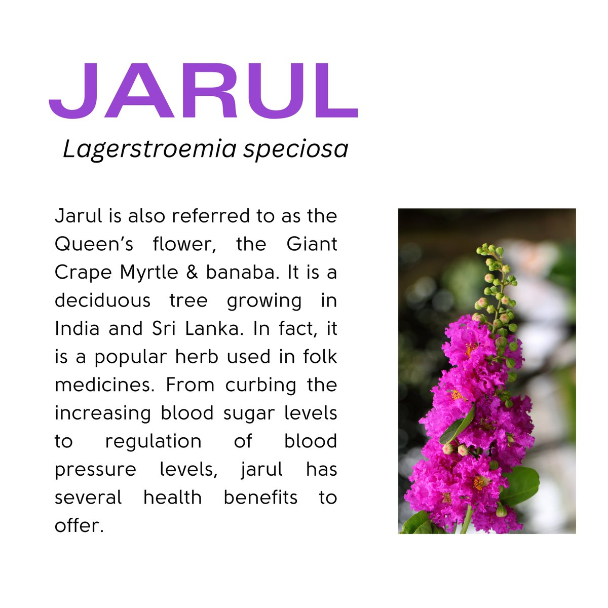 Flora:- #03
Jarul has a strong impact on reducing cholesterol and triglyceride levels, thereby shielding the heart from arteriosclerosis & myocardial infarction.

#Wildflora 
#flower
#wild
#forest

@moefcc @ntca_india @UpforestUp @ifs_lalit @raju2179