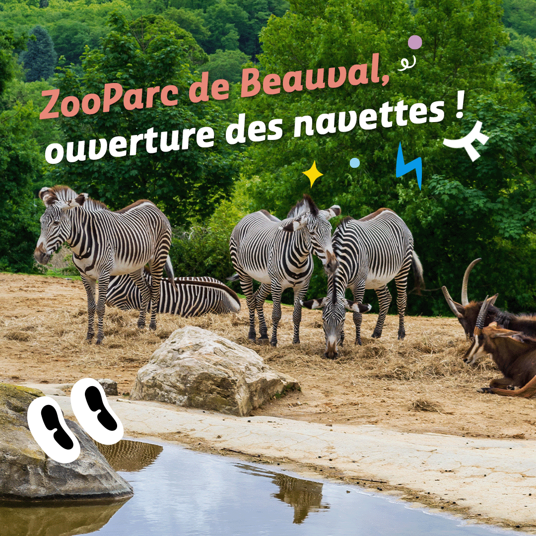 La navette ZooParc de Beauval reprend du service. 🐨 Départ depuis Blois-Chambord, en correspondance avec les trains en provenance d’Orléans et Paris Austerlitz. En bonus : une réduction de 2€ à 4€ sur votre entrée au parc sur présentation de votre billet Rémi ! @RCValdeLoire