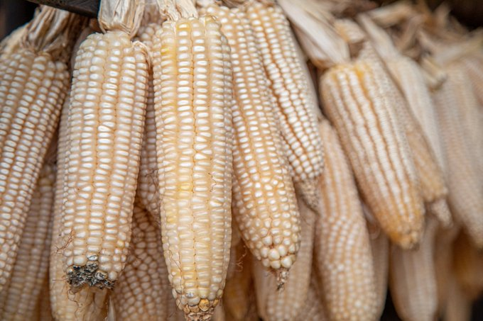 Dear farmers, There is a purchase request for 500 tonnes of maize with these conditions Aflatoxin - 4% Humidity 13.5% for more visit ehaho.rw/purchase-reque… or call us at +250786506040