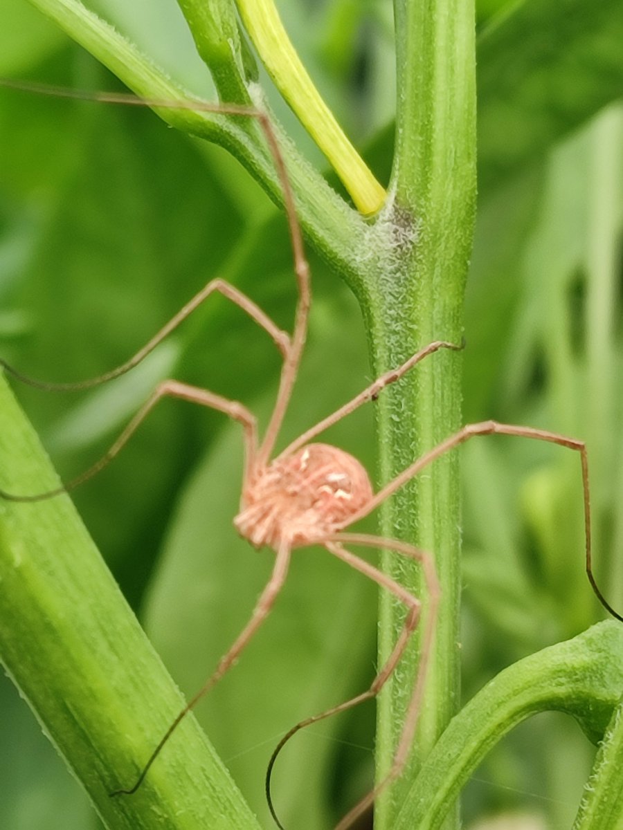 🕷️🕸️ Καλημέρα..💕