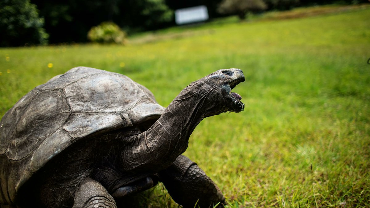 'At 192, Jonathan the tortoise is the world’s oldest living land animal. He was hatched around 1832, and once met King George VI' @andrewdoyle_com meets the world’s oldest living land animal open.substack.com/pub/andrewdoyl…