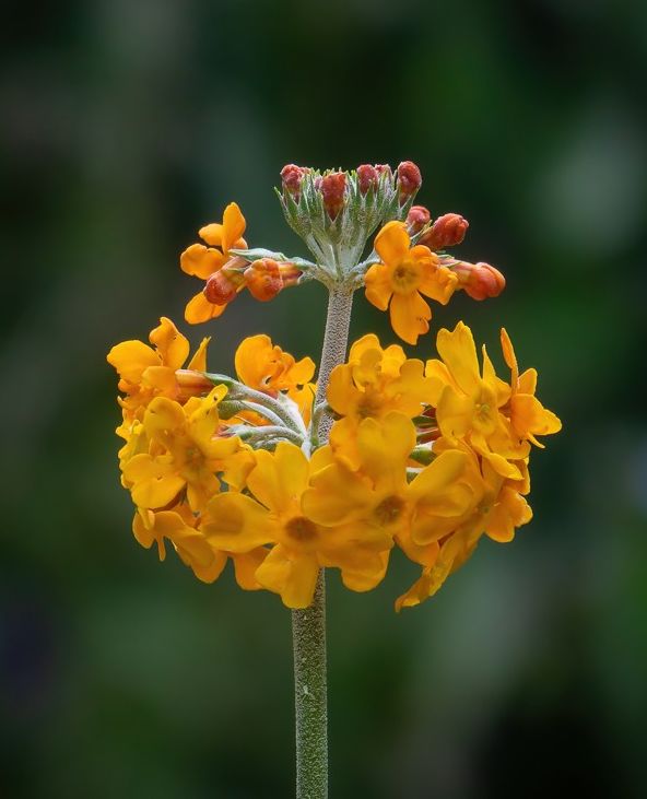 bordehillgarden's tweet photo. Brighten your day with stunning displays of candelabra #primulas blooming across in our Garden of Allah! Known to be incredibly adaptive, thriving in moist, shaded areas where few other #blooms can, they are perfect for waterside plantings or moist garden #borders. https://t.co/bia5KX41mJ