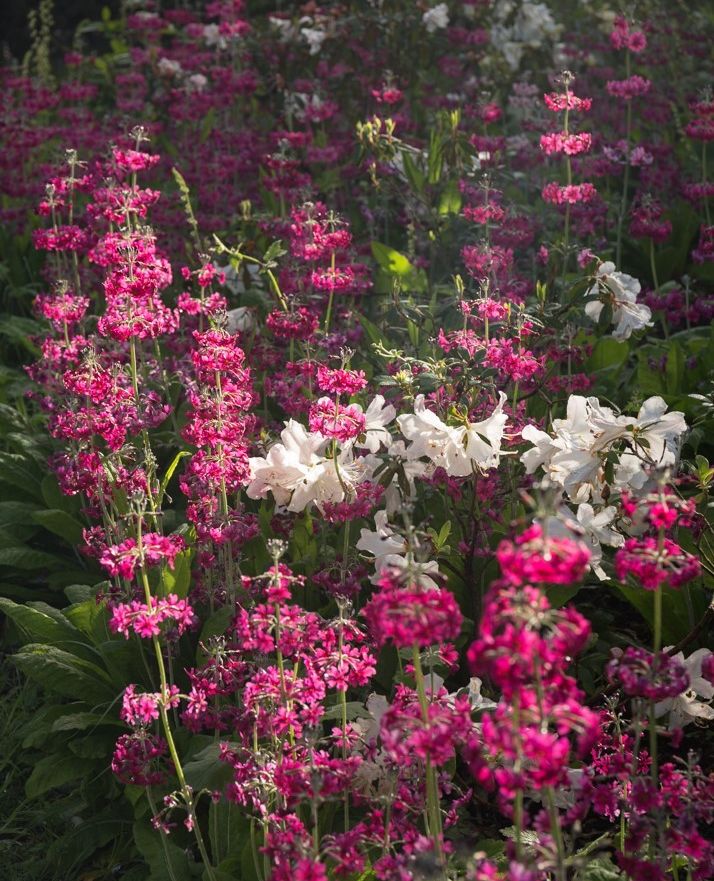 Brighten your day with stunning displays of candelabra #primulas blooming across in our Garden of Allah! Known to be incredibly adaptive, thriving in moist, shaded areas where few other #blooms can, they are perfect for waterside plantings or moist garden #borders.