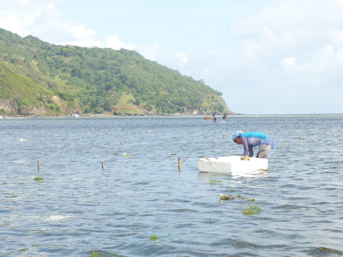 📣 New study in @OneEarth_CP uncovers truths on financial flows in the #blueeconomy, emphasizing the need for transparency, #equity & #sustainability. It's time these investments benefit our coastal communities. 👉tinyurl.com/WFNews2404b @SchutterMarleen x.com/IAFmagazine/st…