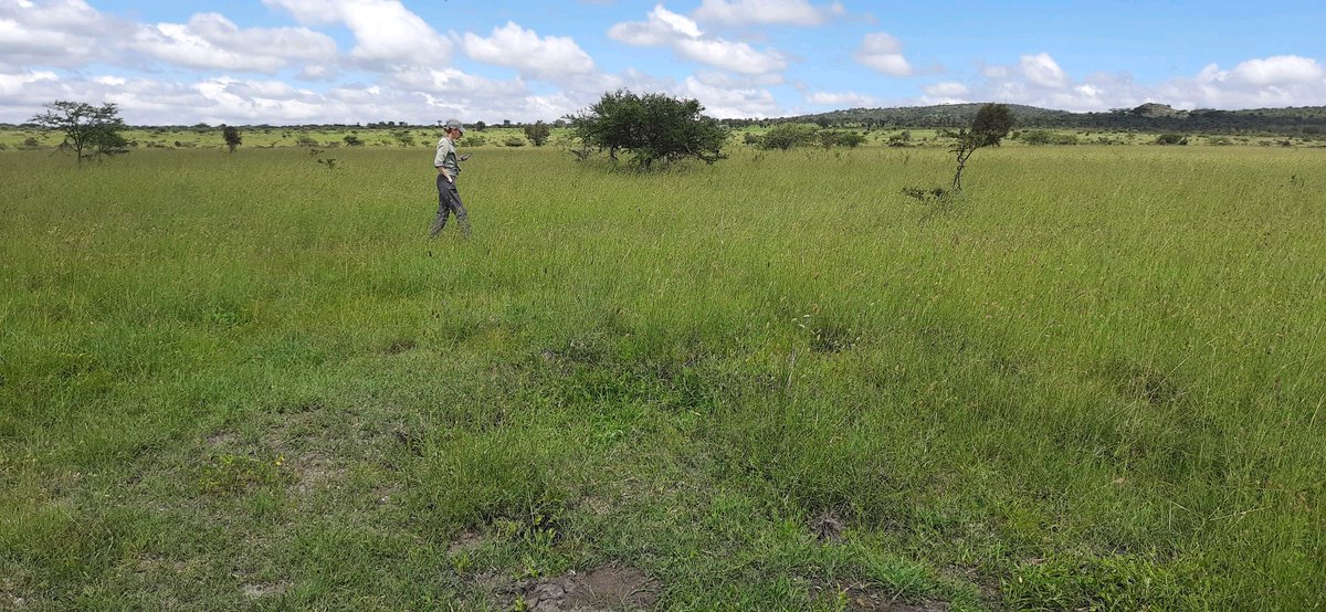 Tropical grasslands support livestock. And the soils they grow on influence their resilience and productivity. But who is monitoring the soils?

At #Kapiti research station, it's scientists from <a href="/LancasterUni/">Lancaster University</a>, <a href="/TU_Muenchen/">TU München</a> &amp; ILRI on a 'soil safari'.

ilri.org/news/soil-safa…