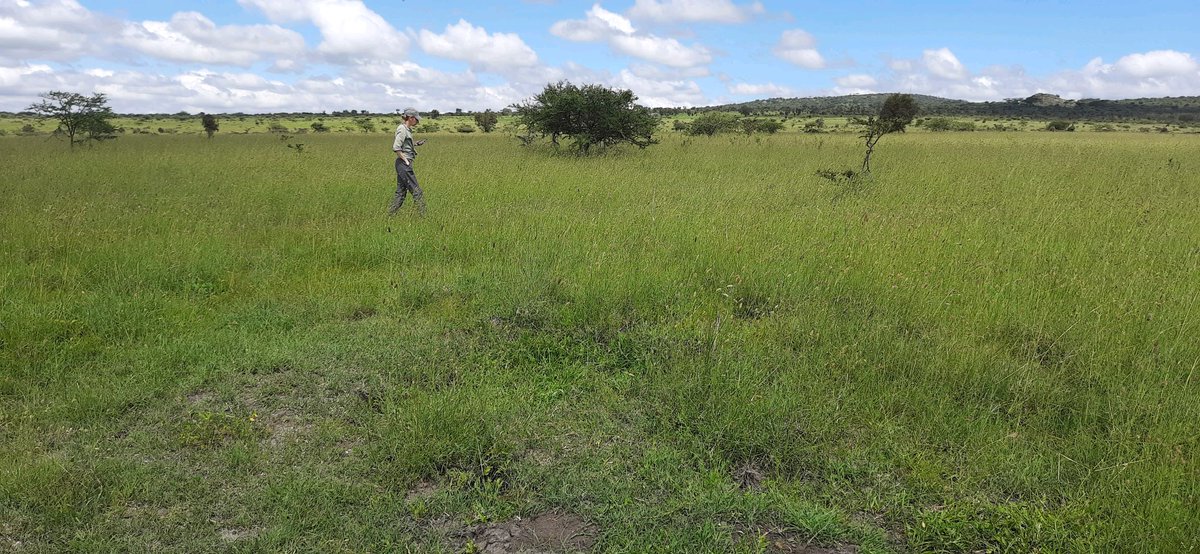 Tropical grasslands support livestock. And the soils they grow on influence their resilience and productivity. But who is monitoring the soils? At #Kapiti research station, it's scientists from @LancasterUni, @TU_Muenchen & ILRI on a 'soil safari'. ilri.org/news/soil-safa…