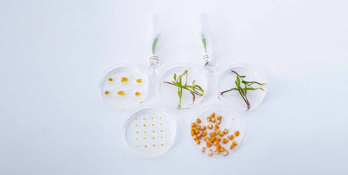 wimi_biotech's tweet image. WIMI Biotech refines the international ordering process for seamless, on-time delivery and transparent operations. 🌐 Our competitive pricing adds to the advantage. 
#WIMIGlobal 
#TransparentProcess 
#AffordableInnovation 📈🔬🌟