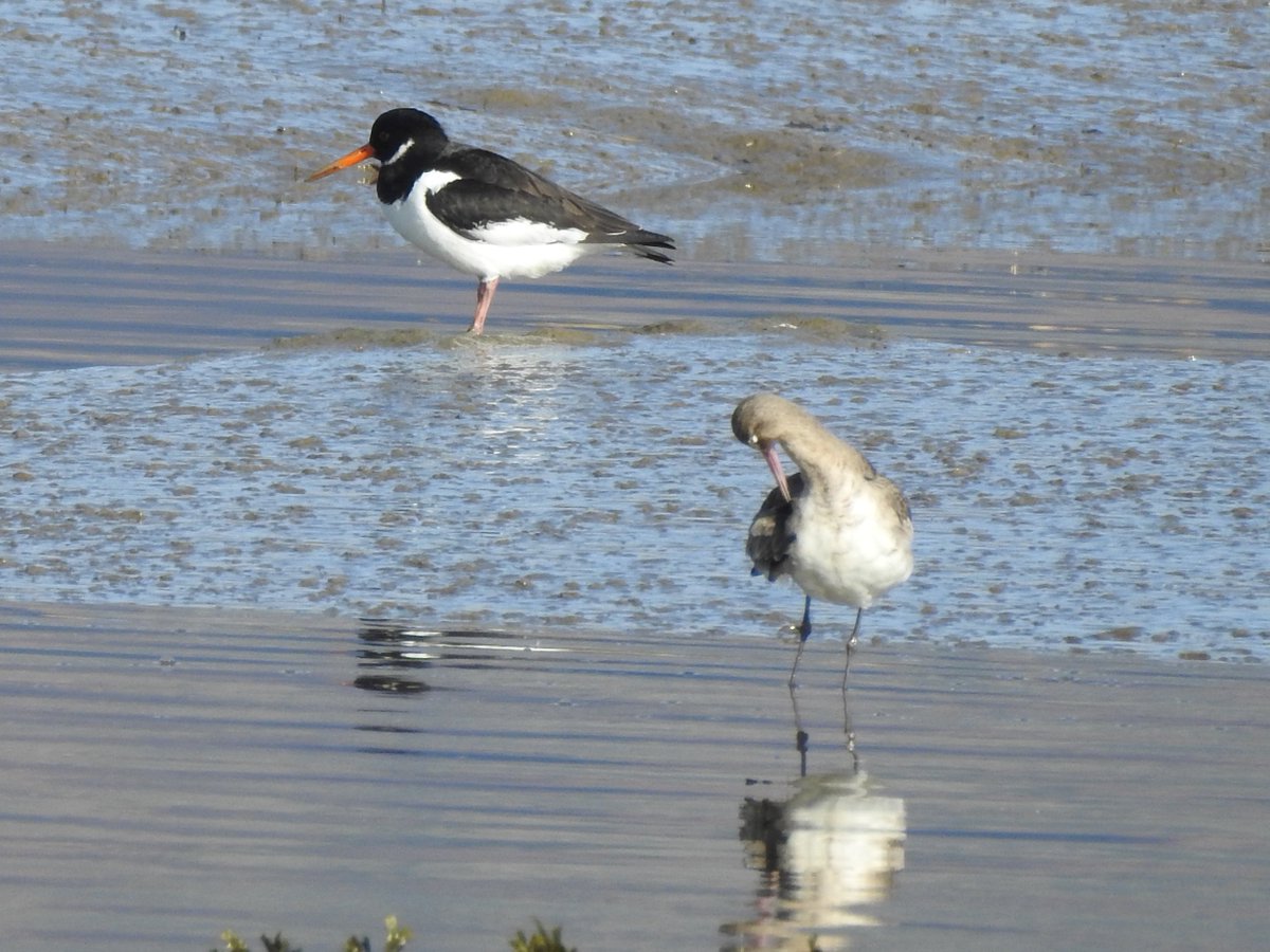 Oystercatcher (Haematopus ostralegus) near a Black-tailed Godwit photographed by me at the Port in Dundalk, Co. Louth, #Ireland on 24th February 2024. #BirdsSeenIn2024 @LouthBWI @Float_photo @Britnatureguide