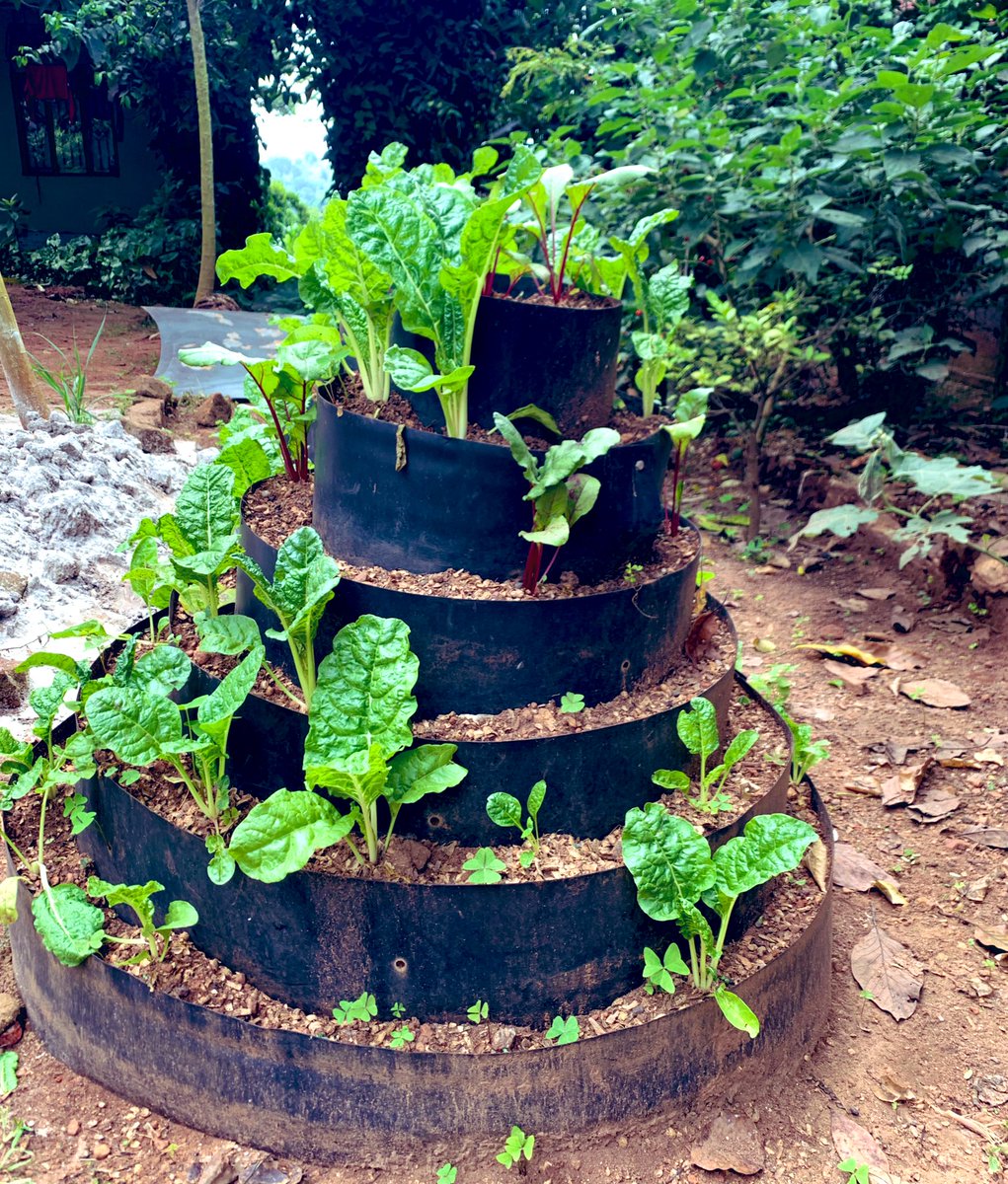 rucidug's tweet image. How to use small land to produce much . Urban fatming this all happens organically at rucid mityana Uganda
