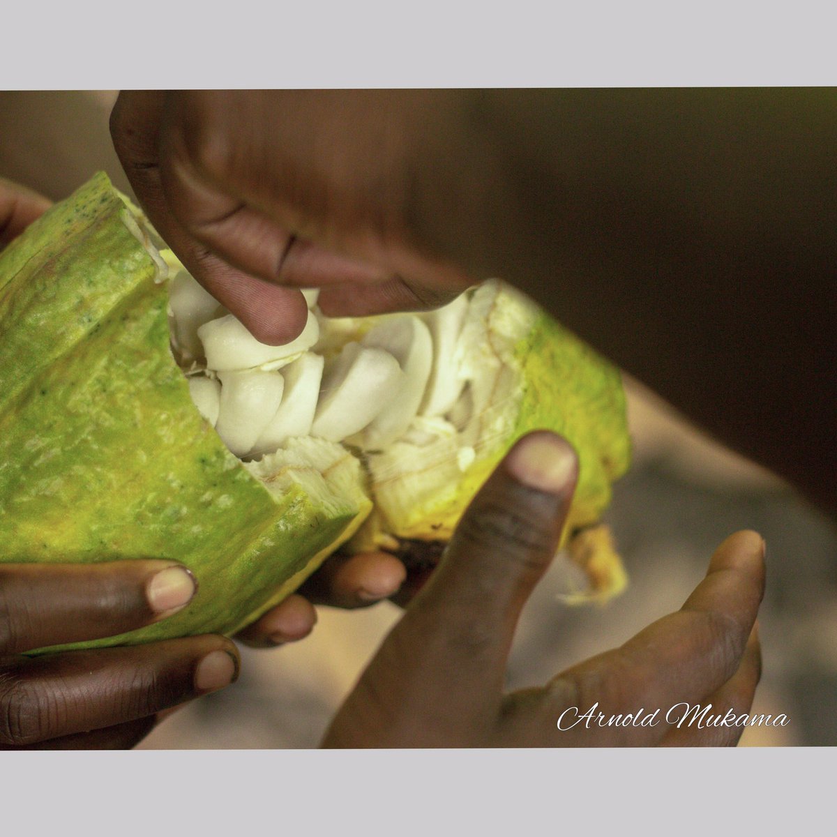📸 Captured the essence of Bundibugyo’s cocoa boom! #CocoaCooperatives #BundibugyoMagic 🇺🇬 #uganda