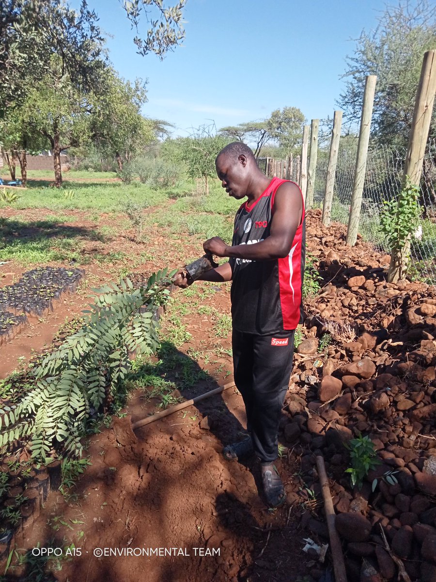 Dear Rain🌨️🌨️ I will Not let you go just like that, when you rain I reward you by planting a tree 🌳🌳 Everyday is Environmental Day.🌍.. More trees please.. #tutunzemazingiranalokitambaa