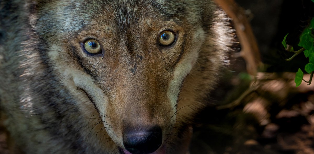 'Mai, nei ricordi degli anziani o nelle pagine ingiallite dei libri, si era udito di lupi che vagavano per la pianura, o che osavano avvicinarsi al mare”. Un estratto da “Salvare gli animali” di Giulia Corsini: iltascabile.com/scienze/storie…