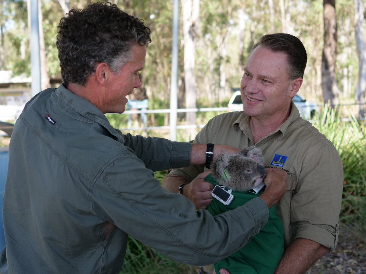 Adam the Koala has found his new home in Pooh Corner, Wacol as we continue our partnership with The University of Queensland to re-establish the koala population in this area. 🐨