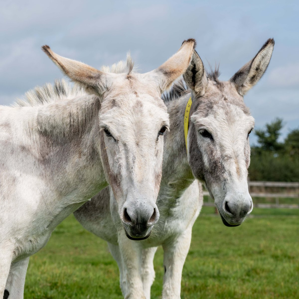 How do donkeys' needs differ from horses? Should donkeys be kept as companions for other equines? 🤔 Find out more with insight from our Donkey Welfare Advisers ➡️ bray.news/3Qna327