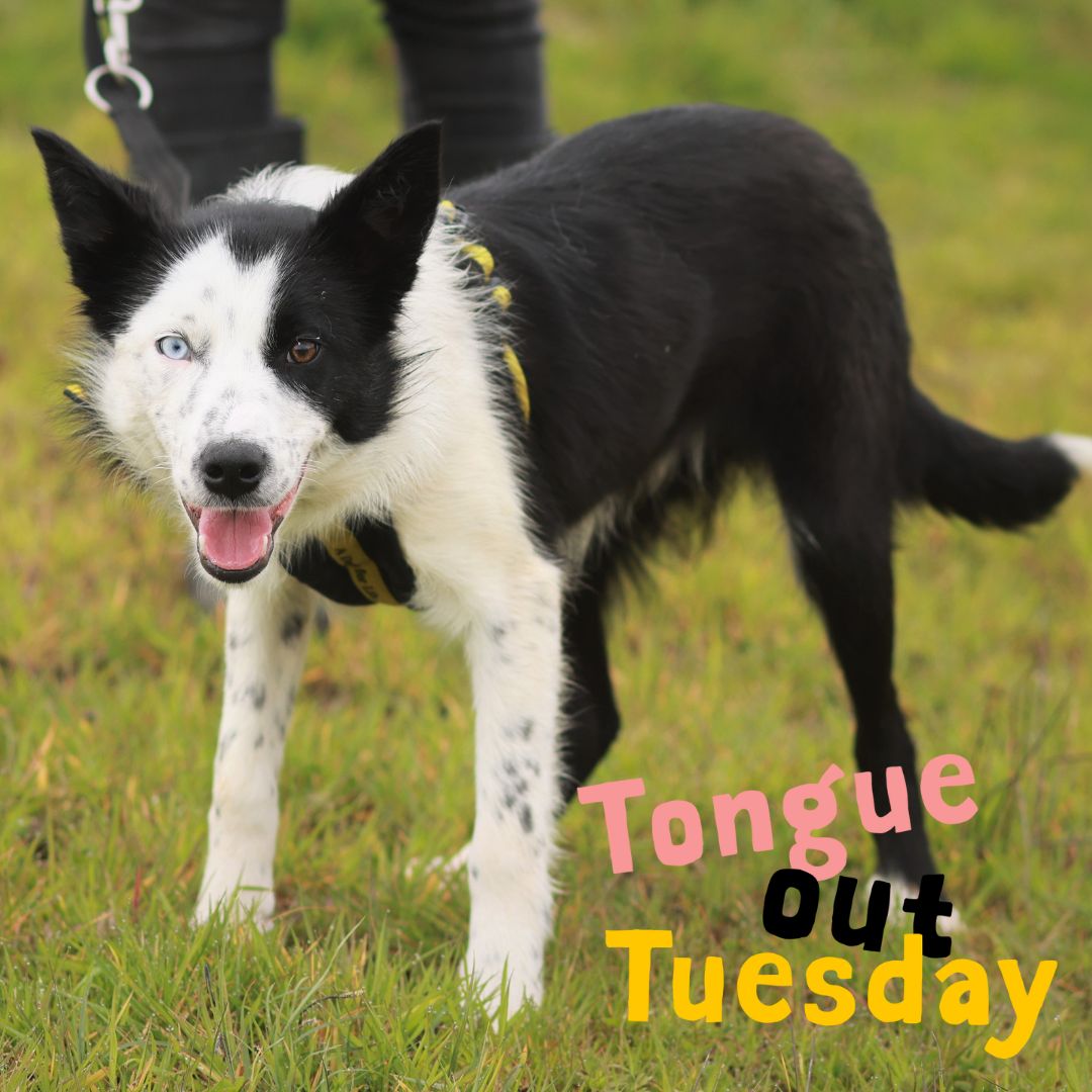 Clever Clay is todays #TongueOutTuesday! Clay is a gentle boy who absolutely adores people and snuggles 🥰 #BorderCollie #Collie #BlueAndBrownEyes
