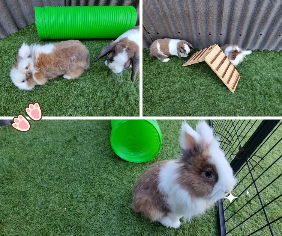 AFurryWorld's tweet photo. 🐇 Hoppy Chewsday💖
Bunny Bliss Awaits! 🌟 Elevate your rabbit's holiday with us we will Indulge them in a comfort, love, and play. Book now for a hoppy holiday experience! 🐰 💖
#RabbitRetreat #rabbithotel #rabbitholiday #rabbitboarding https://t.co/uUsMAYmEj2