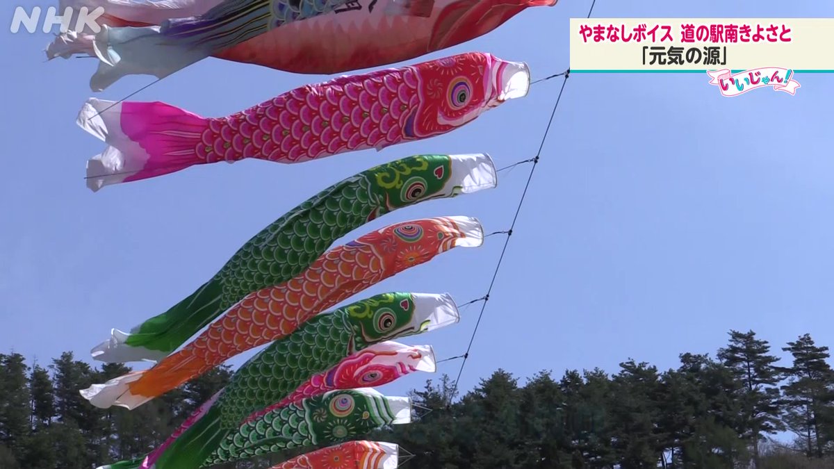 【きょうの #やまなしボイス は…】 もうすぐ子どもの日！ こいのぼり泳ぐ 北杜市・清里「道の駅南きよさと」で 元気の源🌞を聞きました。 から揚げ とんかつ グミ ママ！ みんな元気に大きくなってね🤸‍♀️ 放送後１週間はHPで動画を公開↓ nhk.or.jp/kofu/ #かいドキ 午後6:10～