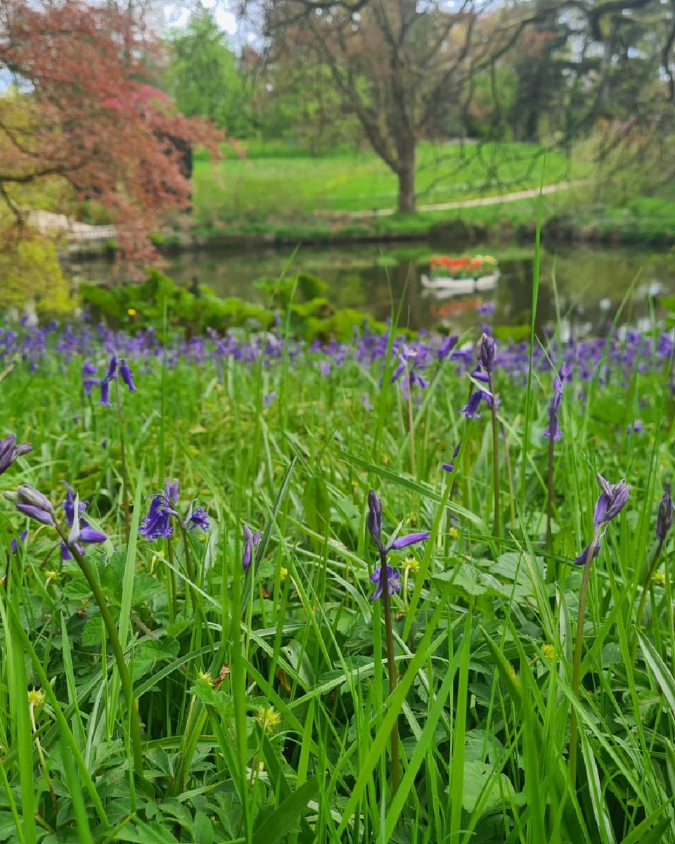 💜 Bluebell season has begun 💜 Come and see for yourself this Bank Holiday Weekend 🤩 🗓️ 04-06 May 2024 🎟️ brnw.ch/21wJjcj